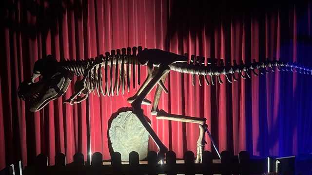 trabajador exposición dinosaurios