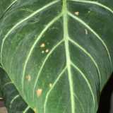 Giovanni L. avatar icon