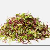 Franco A. avatar icon