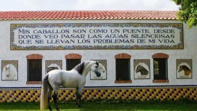 Mozo trabajo con caballos