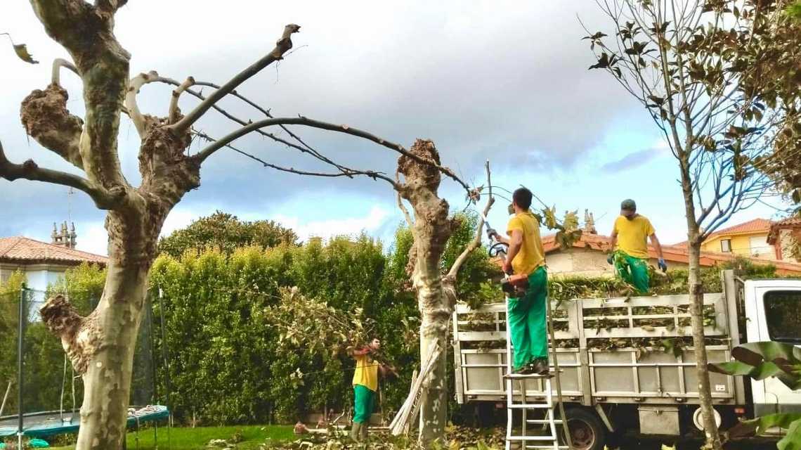 VIGOJARDIN cover image