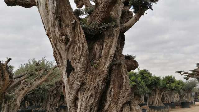 Jardinero/a