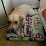 adrian A. avatar icon