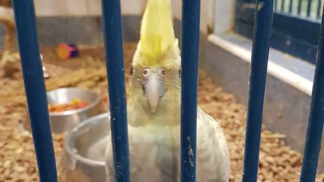 Peluquero canino