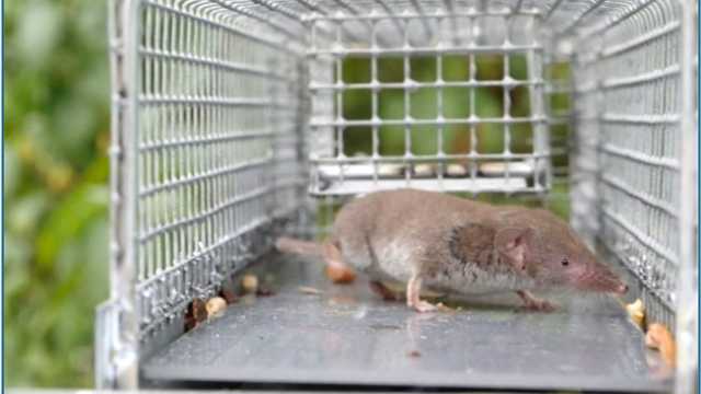 Field Technician in wildlife studies in Spain