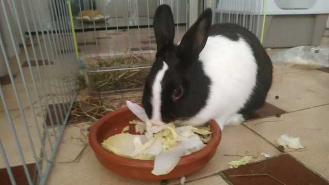 Administrativo sanitario y auxiliar veterinario