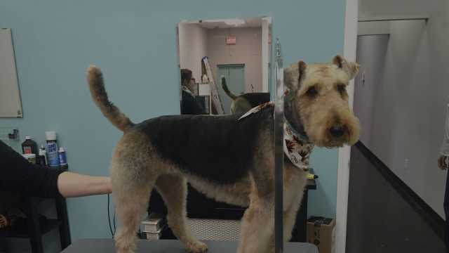 Dog Groomer