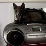 Scout B. avatar icon