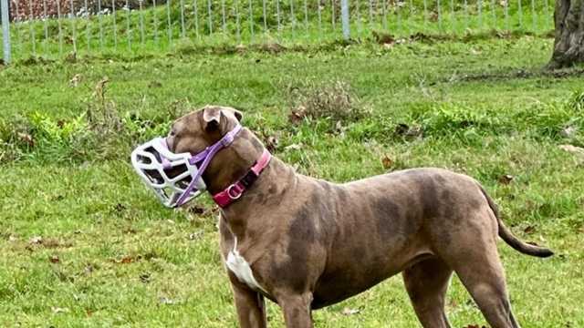 Experienced Dog Walker – Reactive & Large Breeds (SW London)