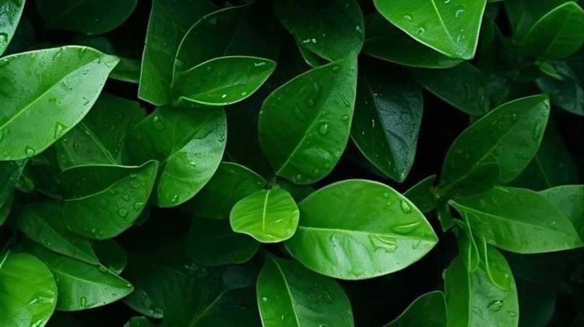 European Matcha Supplier cover image