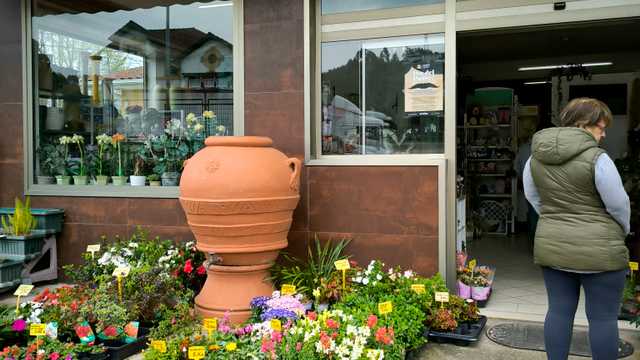 Auxiliar florista y/o técnico en jardinería