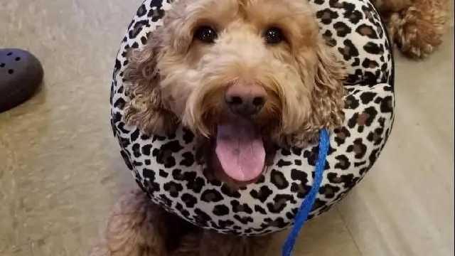 Animal Caretaker /Pet Care Specialist