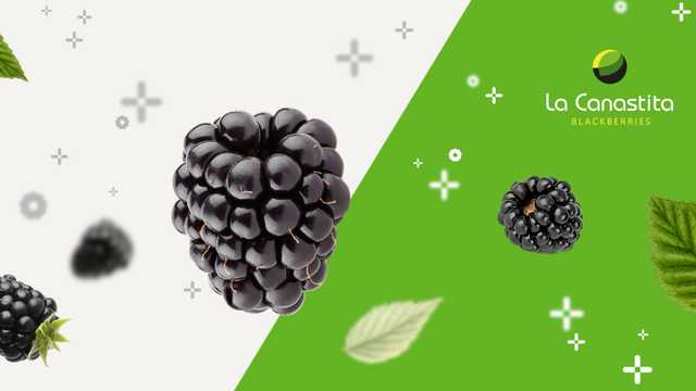 Manipulador/a de Moras