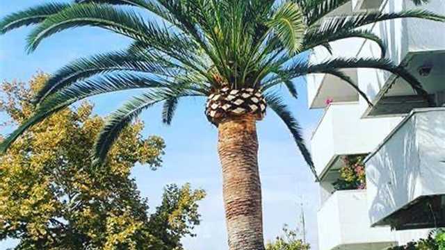 Ayudante/a de Jardinería