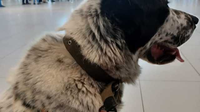 Veterinary Receptionist