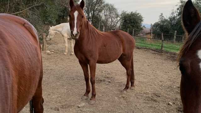 Limpieza de los campos y alimentacion de los caballos