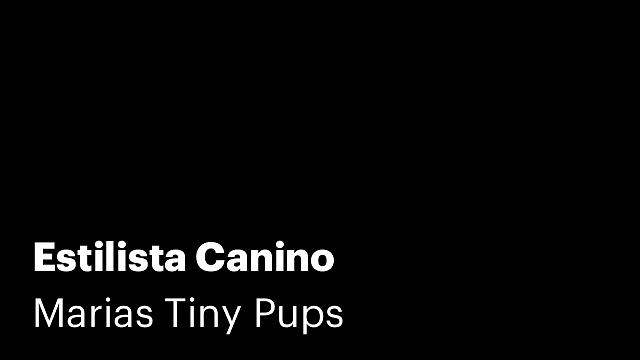 Estilista Canino