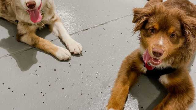 Animal Caretaker / Animal Attendant / Dog Daycare