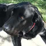 Henry P. avatar icon