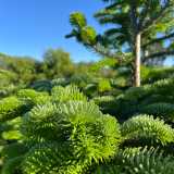 Operacions O. avatar icon