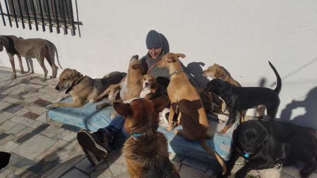 Cuidador perros