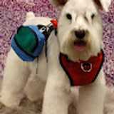 GroomingBY A. avatar icon