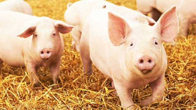 Cuidado de animales explotación agrícola