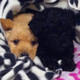 Paola P. avatar icon