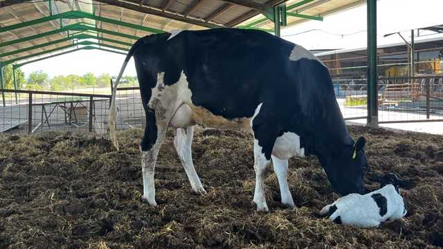 Operario granja de vacas de leche