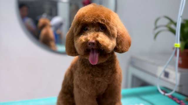 Peluqueria canina