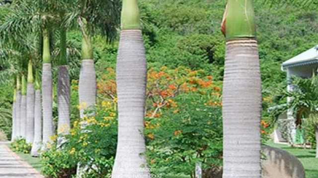 Jardinero/a