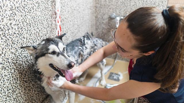 Peluquero/a canino/a