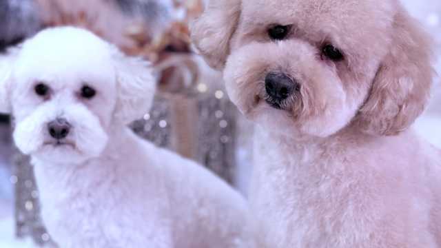 Peluquero/a canino