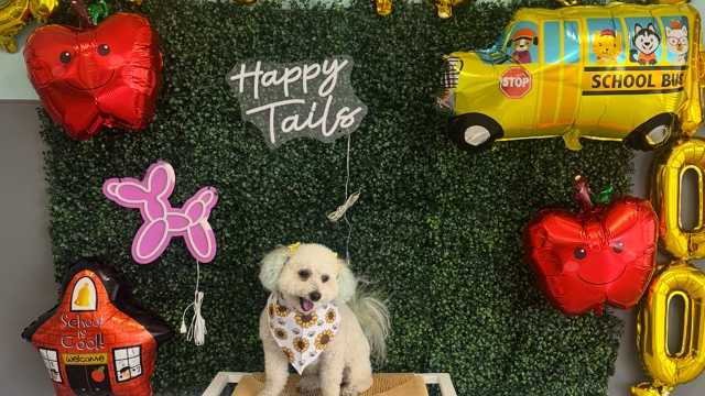 Dog groomer