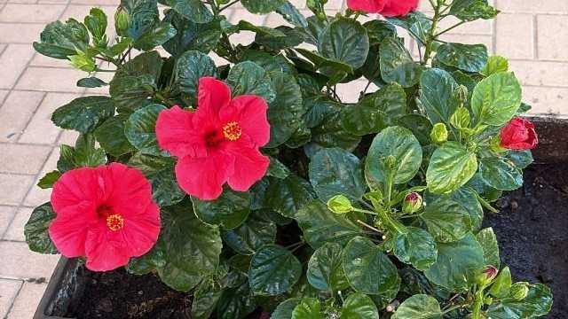 Jardinero/a