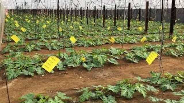 Peon agricola
