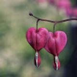 La dolce vita P. avatar icon