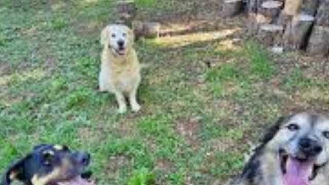 Cuidador Residencia canina agosto