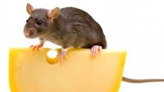 Tecnico Control de Plagas