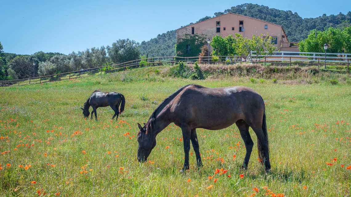 Masia en Montornes cover image