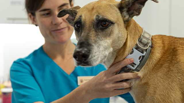 Veterinario/a
