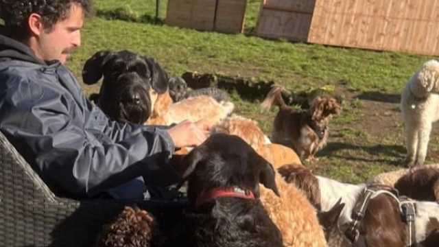 Dog carer - driver