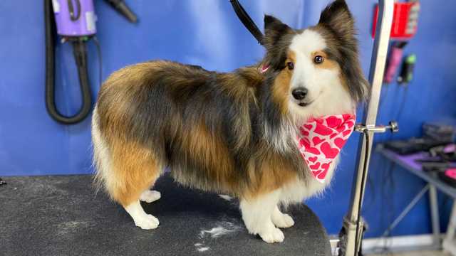 Experienced Dog Groomer