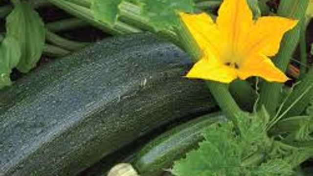 Peón agrícola