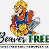 Beaver T. avatar icon