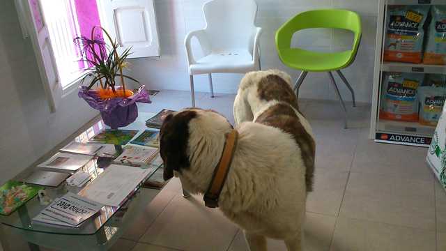 Veterinario Generalista