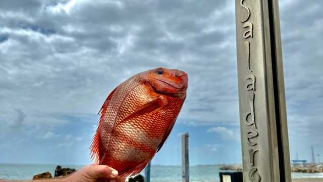 Cocinero/a o Ayudante/a de Cocina y camarero