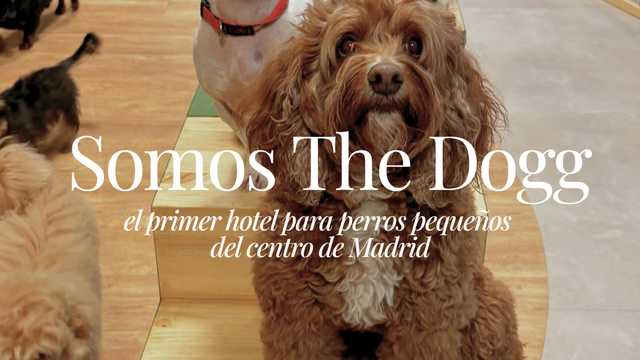 Ayudante/a de Técnico Veterinario