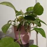 E.Guadalupe  F. avatar icon