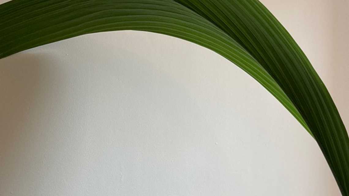 k Restaurante  cover image